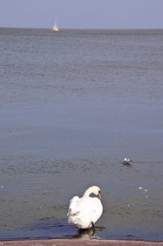 Swan sits above the water and gull swim near. Sailboat in the distance.