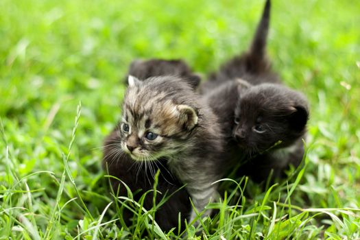 little kitten who walks on the light green grass