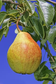 Ripe pear hanging on a branch among leaves