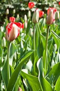 Selection of tulips filled by the sun. All flowers have turned heads to light