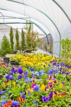 Greenhouse interior during autumn season, Piedmont, italy