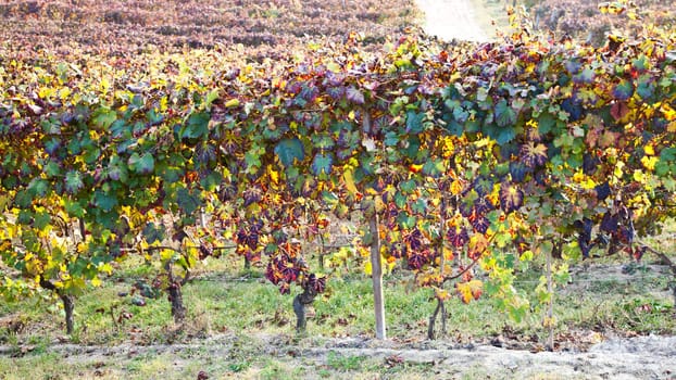 Italian vineyard of Barbera during autumn season