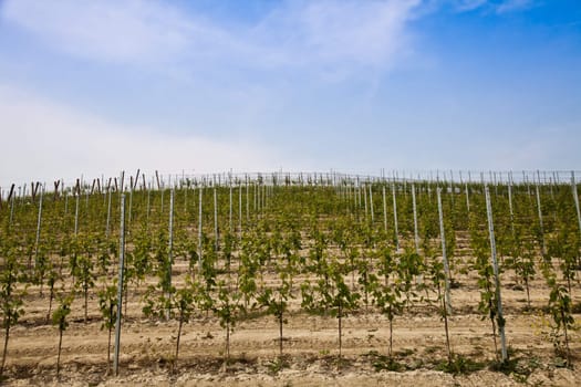 Barbera vineyard during spring season, Monferrato area, Piedmont region, Italy