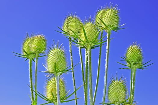 Teasel inflorescences in the flowering period on the background of blue sky