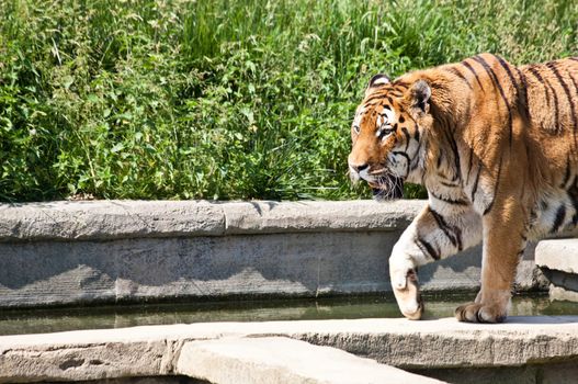 The tiger (Panthera tigris), a member of the Felidae family, is the largest of the four "big cats" in the genus Panthera. The tiger is native to much of eastern and southern Asia, and is an apex predator and an obligate carnivore.