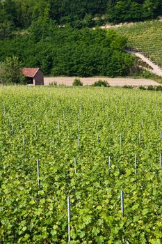 Barbera vineyard during spring season, Monferrato area, Piedmont region, Italy
