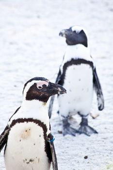 African Penguins are about 68cm in length, and weigh between 2.1 and 3.7kg. Spheniscus is a diminutive of the Greek word spen, meaning a wedge, which refers to their streamlined swimming shape, while demersus is a Latin word meaning plunging.