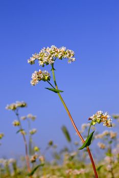 Buckwheat inflorescence on the background of buckwheat fields and blue sky