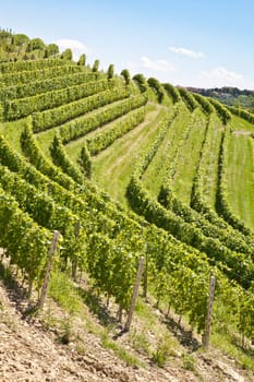 Barbera vineyard during spring season, Monferrato area, Piedmont region, Italy