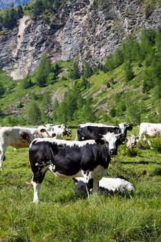 Italian cows during a sunny day close to Susa, Piedmont, Italian Alps