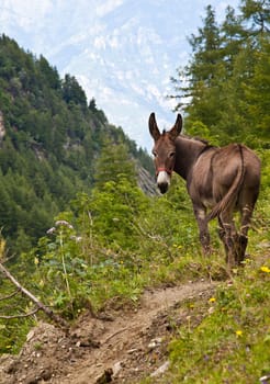 Orsiera Park, Piedmont Region, Italy: a donkey free in the park