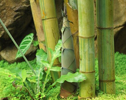 Shoot of Bamboo in the rain forest 
