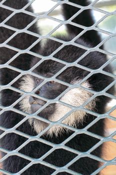 Close-up of a Hooded Capuchin Monkey contemplating life behind bars in a big city zoo, 