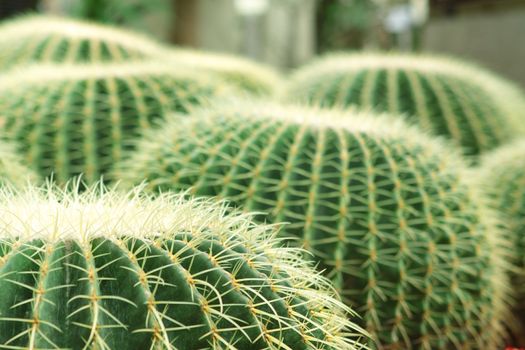 Cactus of sphericity style grows in sand 