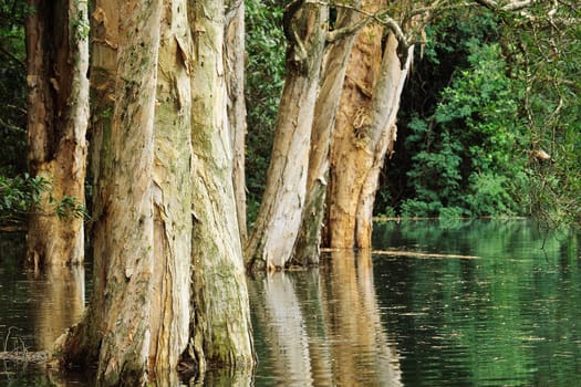 tree in water