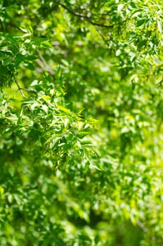 Photo of beautiful green leaves background. Selective focus