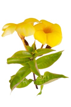 Side view of yellow flowering Mandevilla (Dipladenia) isolated on white background.