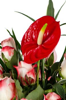 Beautiful red anturio flowers and green leaves isolated on white background.