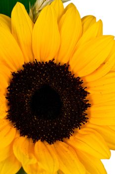 Bright colorful yellow sunflower on over white background.