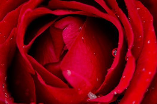 Red rose flower background, top view closeup.