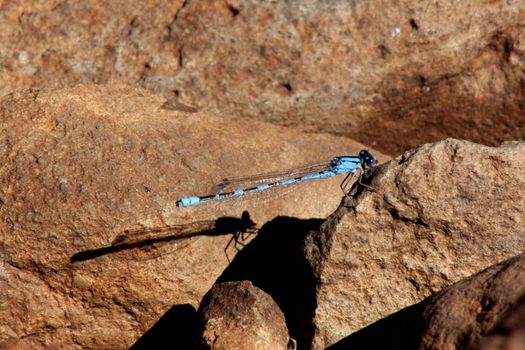 Dragonfly on red rocks