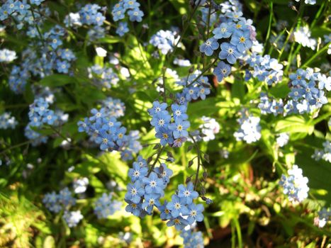 small blue flowers in the sun of the late afternoon
