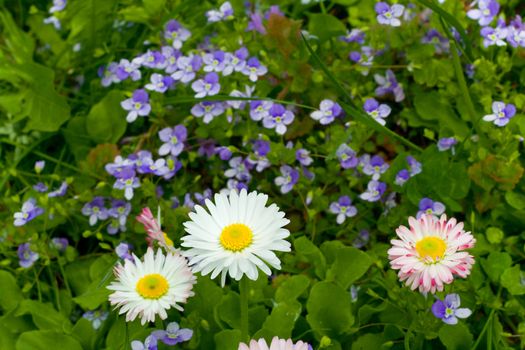 summer meadow flowers on green grass background