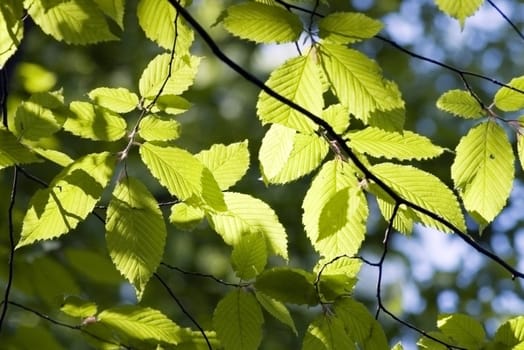 green leaves, shallow focus

