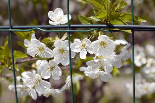 Garden. White flowers of cherry with grate