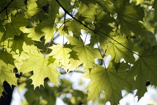 green leaves, shallow focus