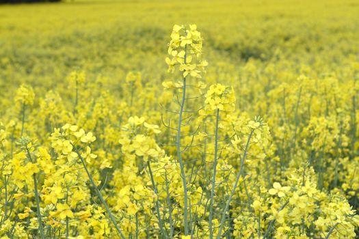 A rape field. The cultivable area with rape is mostly used for biofuel.