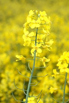 A rape field. The cultivable area with rape is mostly used for biofuel.