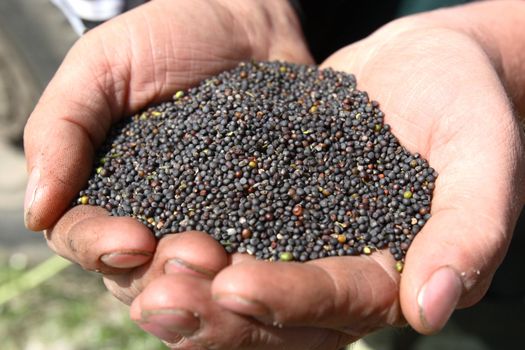 Black grain rape in hands