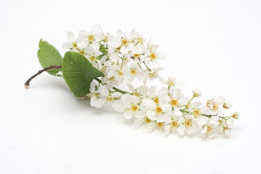 Branch of padus (Prunus padus)  isolated on white