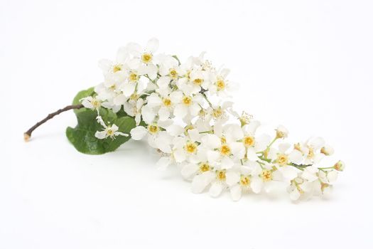 Branch of padus (Prunus padus)  isolated on white