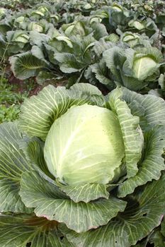 Ripe cabbage on a farmer floor