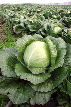 Cabbage on a farmer floor
