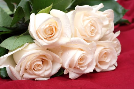 Bouquet of cream roses with drops of water