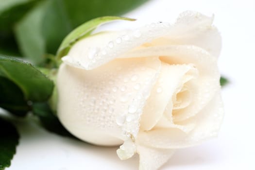 Bud of a cream rose it is isolated on white with drops of water