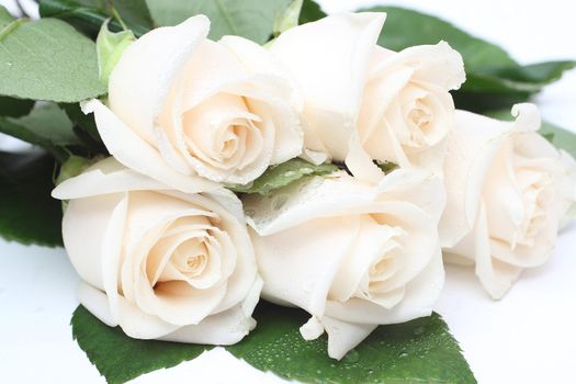 Bouquet of cream roses with drops of water