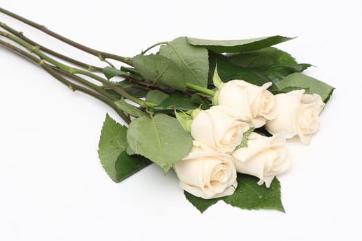 Bouquet of cream roses isolated on white