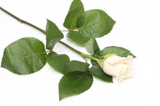 Creamy white rose on white background