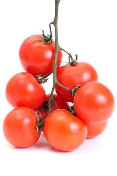 Group of tomato on a stalk