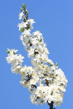 Branch of a cherry tree and blue sky