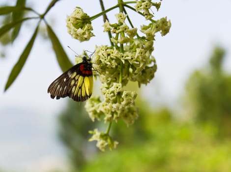 Butterfly on white blossom in nature Thailand