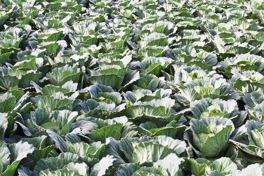 Cabbage fields in Thailand, rows of vegetable food