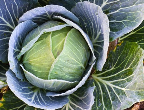 Fresh cabbage on the garden and water drop