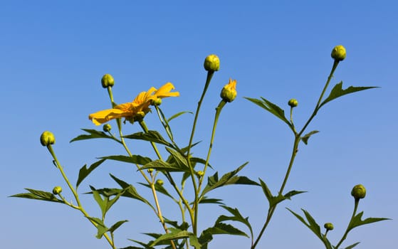 Tung Bua Tong (Mexican sunflower ) in Maehongson, Thailand.