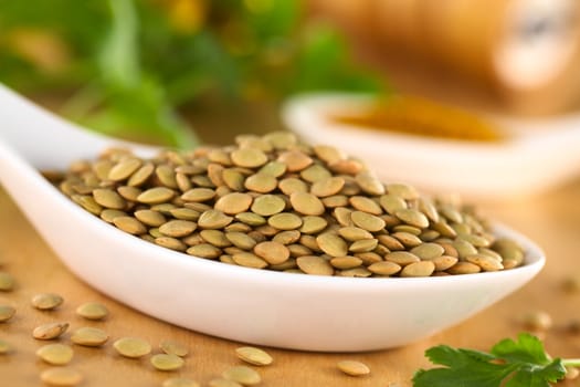 Raw brown lentil seeds with curry powder and cilantro in the back (Selective Focus, Focus on half of the height of the pile) 