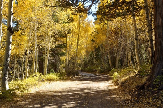 Autumn Trees and Dirt Road